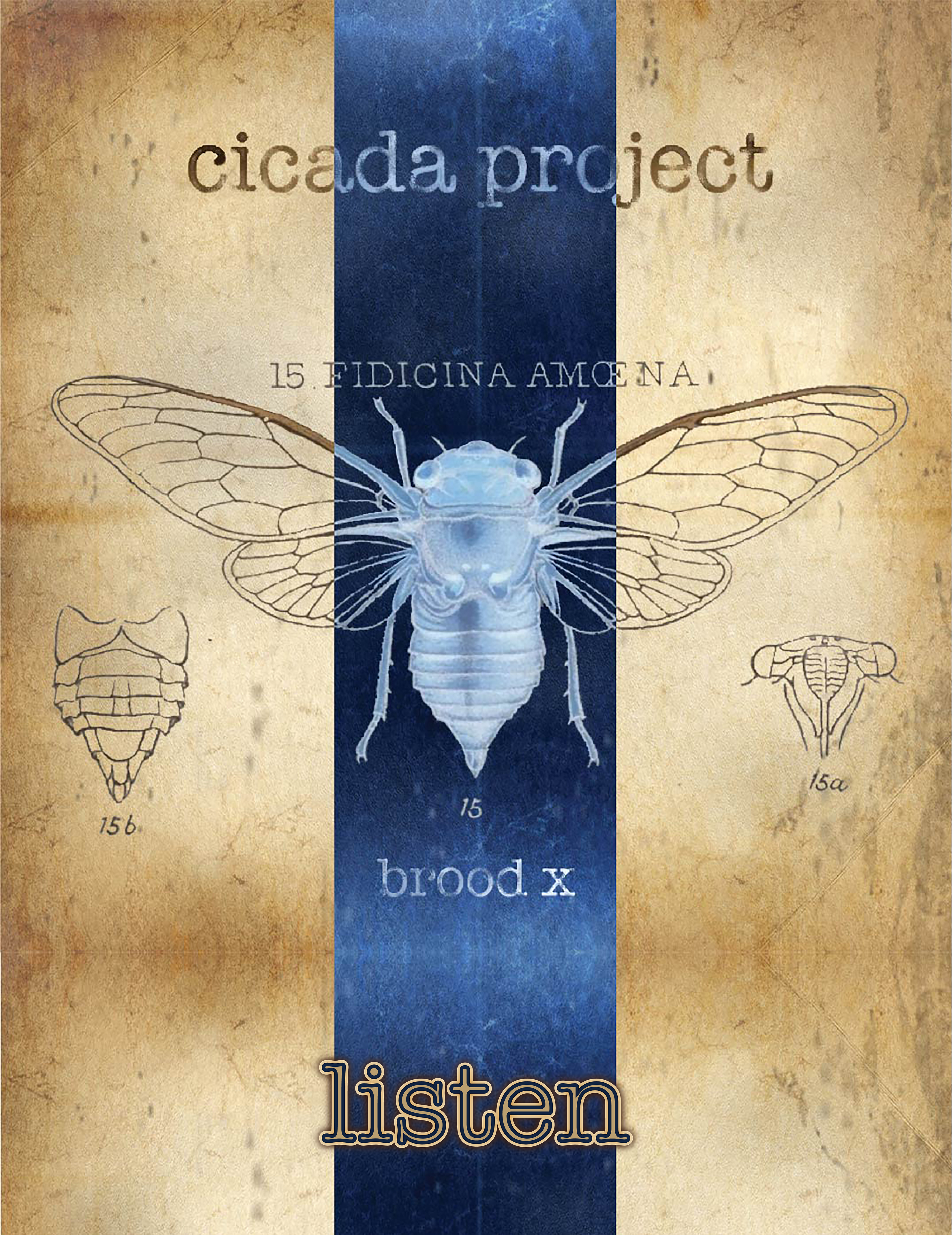 cicada project brood x